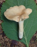 Lactarius subisabellinus image