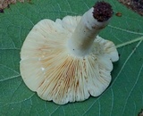 Lactarius subisabellinus image