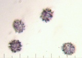 Lactarius subisabellinus image