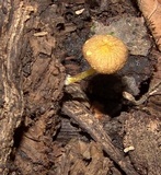 Pluteus romellii image