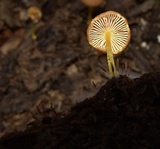 Pluteus romellii image