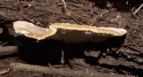 Trametes lactinea image