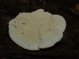 Trametes lactinea image
