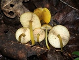 Pluteus chrysophlebius image