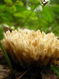 Tremellodendron pallidum image