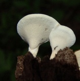 Loweomyces fractipes image