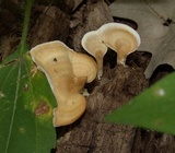Loweomyces fractipes image