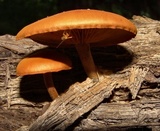 Gymnopilus liquiritiae image