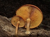 Gymnopilus liquiritiae image