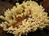 Tremellodendron pallidum image