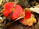 Hygrocybe punicea image