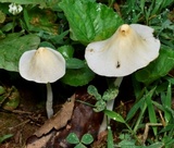 Conocybe apala image