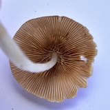 Conocybe apala image