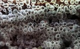 Ceratiomyxa fruticulosa var. fruticulosa image