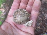 Amanita submaculata image