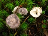 Cantharellula umbonata image