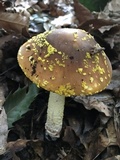 Amanita flavorubens image