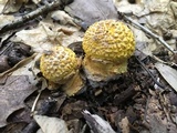 Amanita flavorubens image