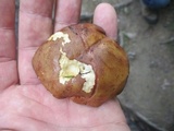 Imleria badia image