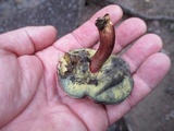 Imleria badia image
