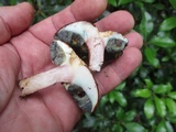 Imleria badia image