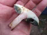 Imleria badia image