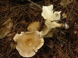 Ampulloclitocybe clavipes image