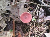 Lactarius camphoratus image