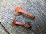 Lactarius camphoratus image