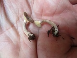 Lactarius griseus image