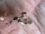 Lactarius griseus image