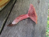 Lactarius subpurpureus image