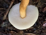 Gyroporus castaneus image