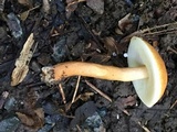 Gyroporus castaneus image