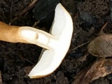 Gyroporus castaneus image