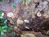 Mycetinis scorodonius image