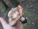 Russula dissimulans image