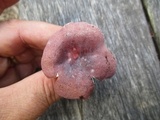 Russula mariae image