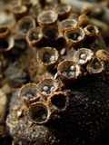 Cyathus stercoreus image