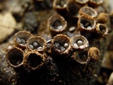 Cyathus stercoreus image