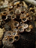 Cyathus stercoreus image
