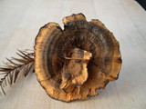 Hydnellum earlianum image