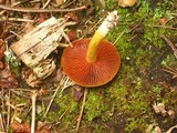 Cortinarius semisanguineus image