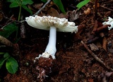 Amanita concentrica image