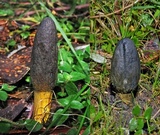Cordyceps gunnii image