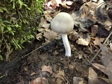 Amanita farinosa image