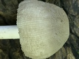 Amanita farinosa image