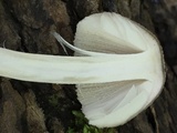 Amanita farinosa image
