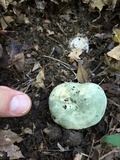 Russula parvovirescens image