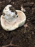 Russula parvovirescens image
